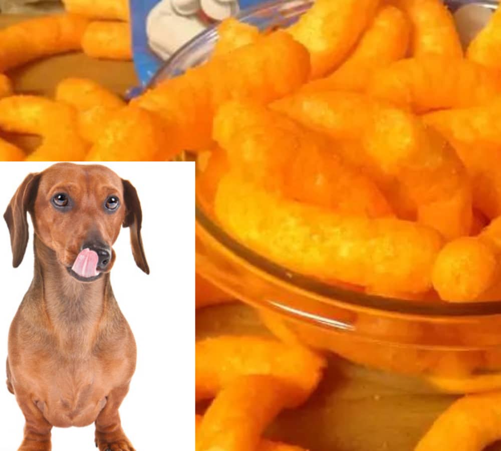 Can Dogs Eat Hot Cheetos