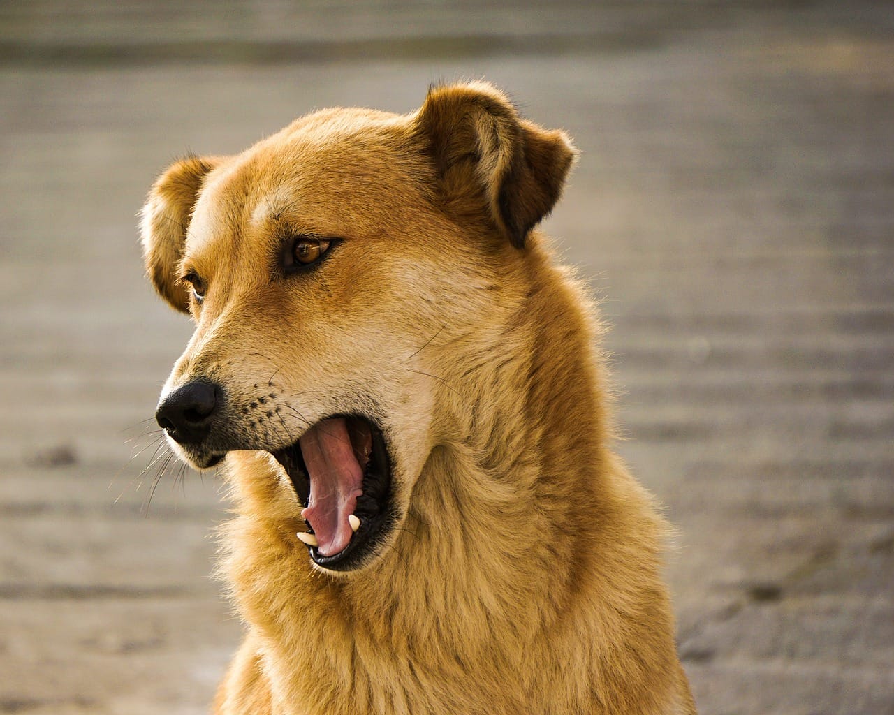 Can Dogs Lose Their Voice