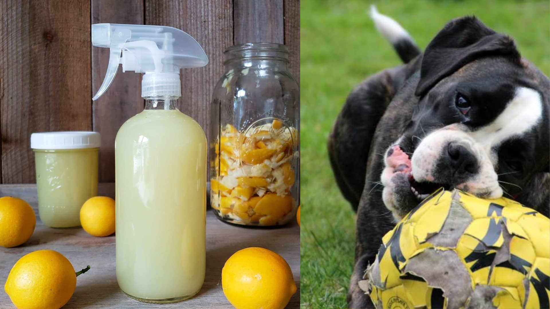 Homemade Anti Chew Spray For Dogs
