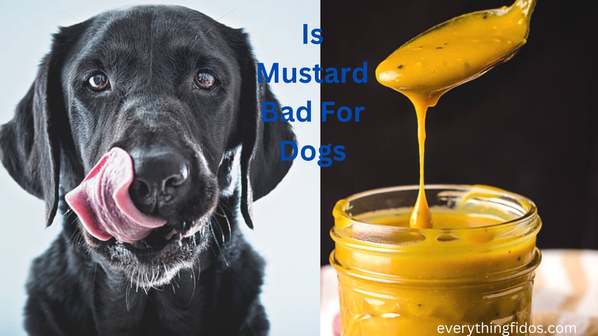 Is Mustard Bad For Dogs