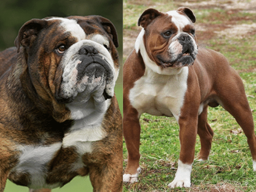 Olde English Bulldog Vs English Bulldog