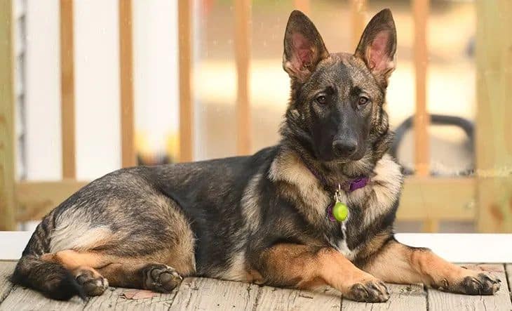 Factors To Consider Before Purchasing a Sable German Shepherd?
