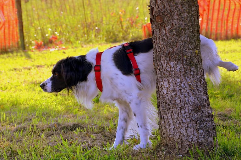 Why Does My Dog Pee When Walking? 7 Reasons And Solutions