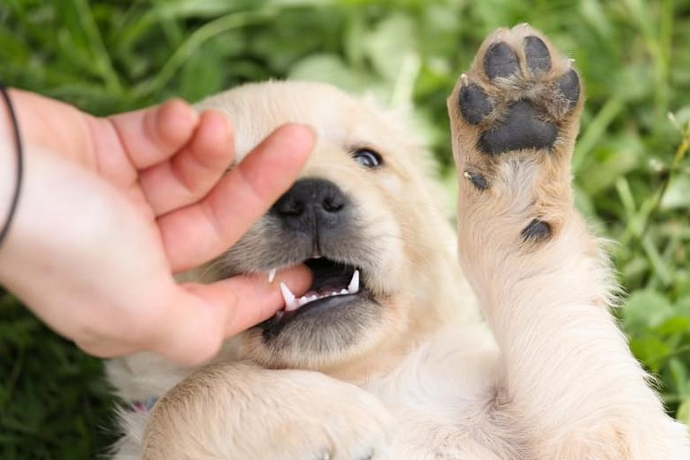 7 Reasons Why Do Dogs Nibble On You
