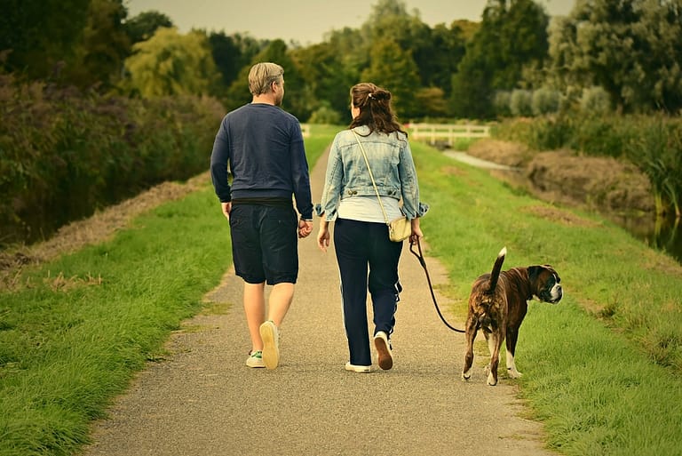 Why Your Dog Walks Behind You