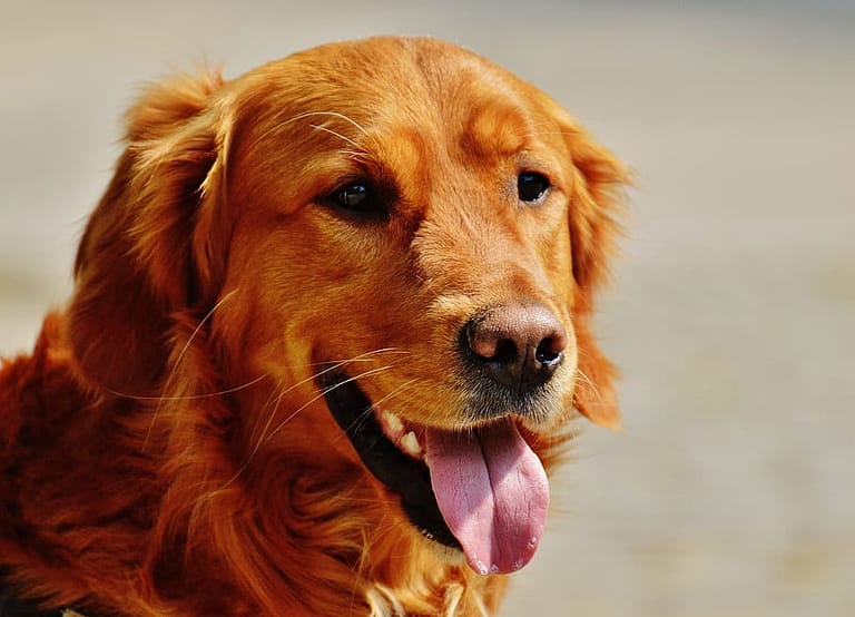 Unveiling The Rarity: Red Golden Retriever Origin, Puppy Cost, And More
