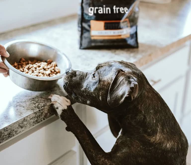 Is Grain Free Dog Food Good For Your Dog