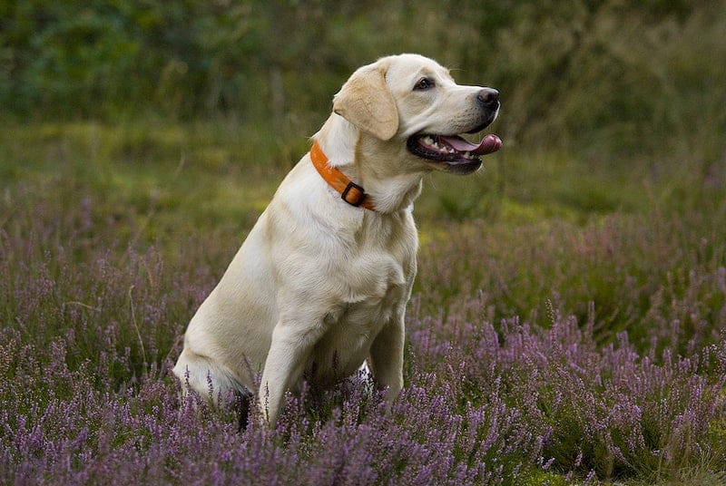 Is Lavender Safe For Dogs