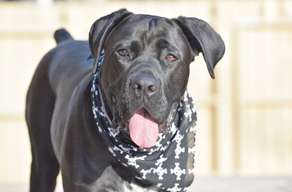 How Much Does a Cane Corso Cost? 2023 Price Guide
