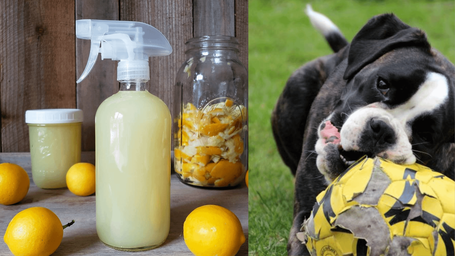 Homemade Anti Chew Spray For Dogs Everythingfidos