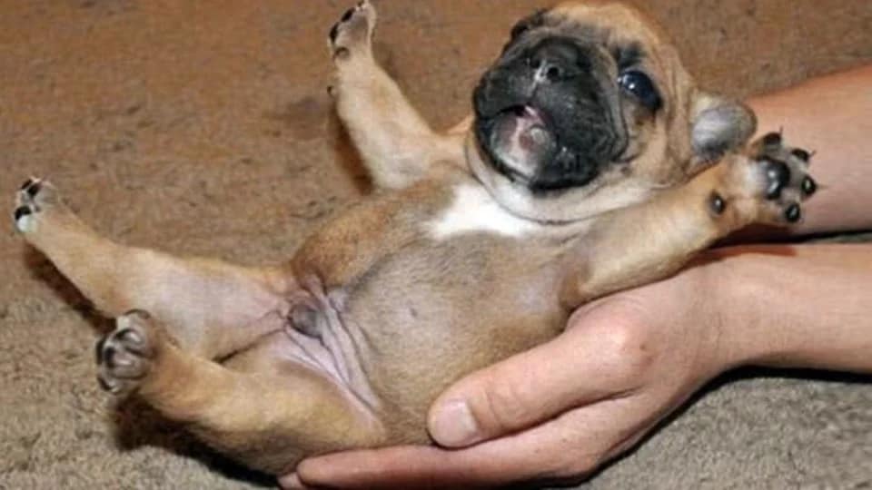 do-dogs-have-armpits-everythingfidos